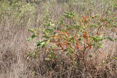 Woodfordia fruticosa